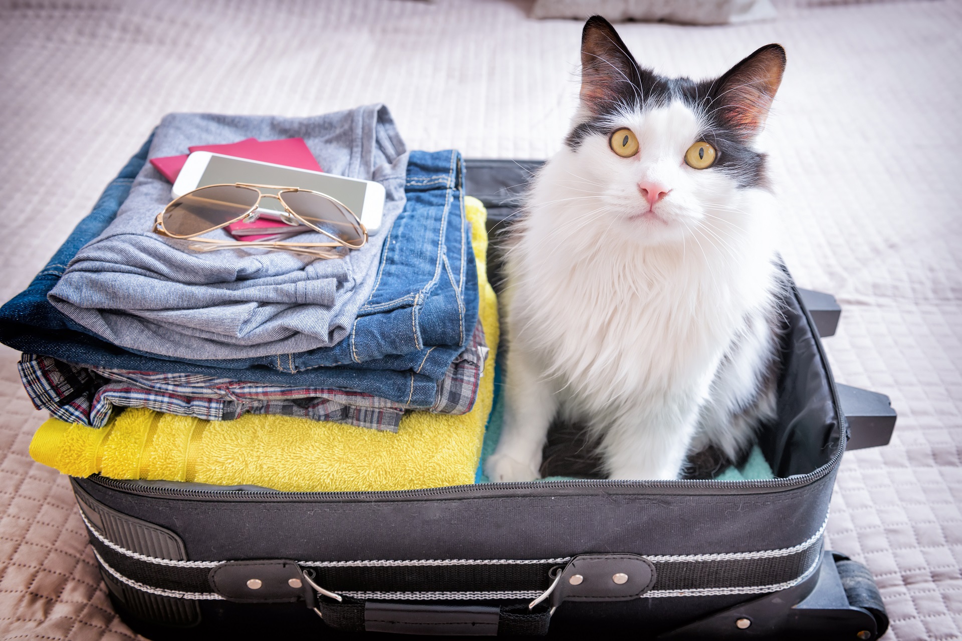 A Guide To Vacation With Your Cat