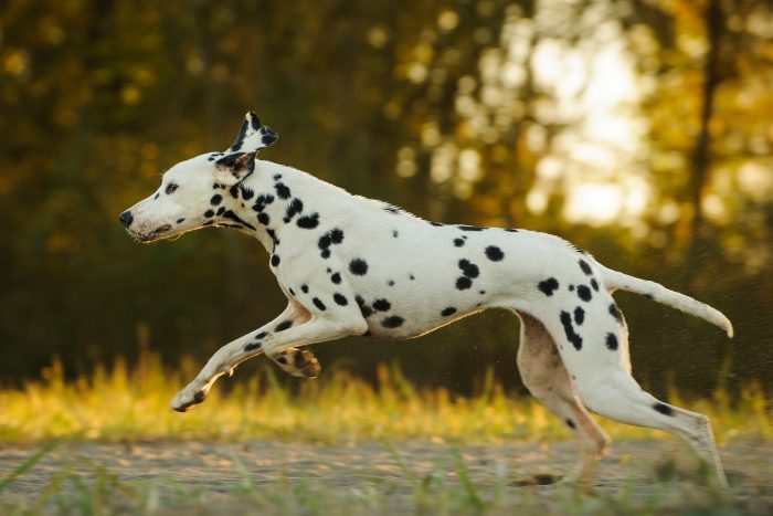 13 of the Fastest Dog Breeds in the World Opener 1 700x467 1