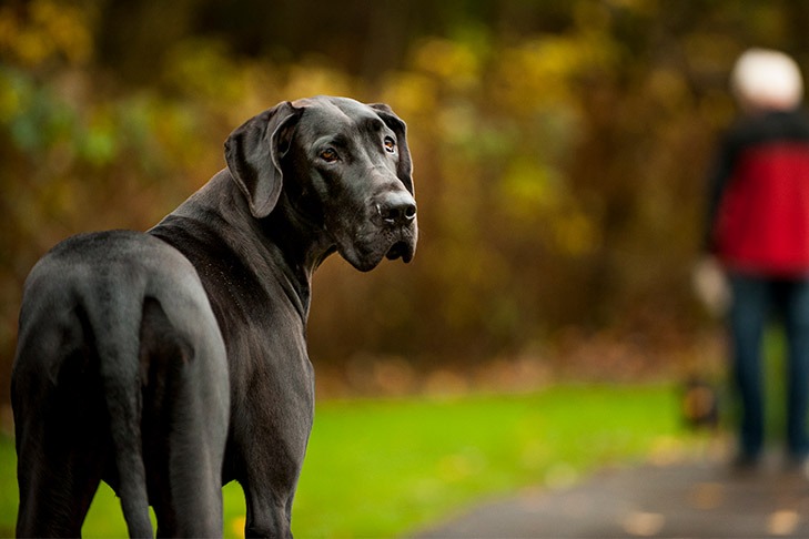Great Dane looking back over his shoulder outdoors at the park